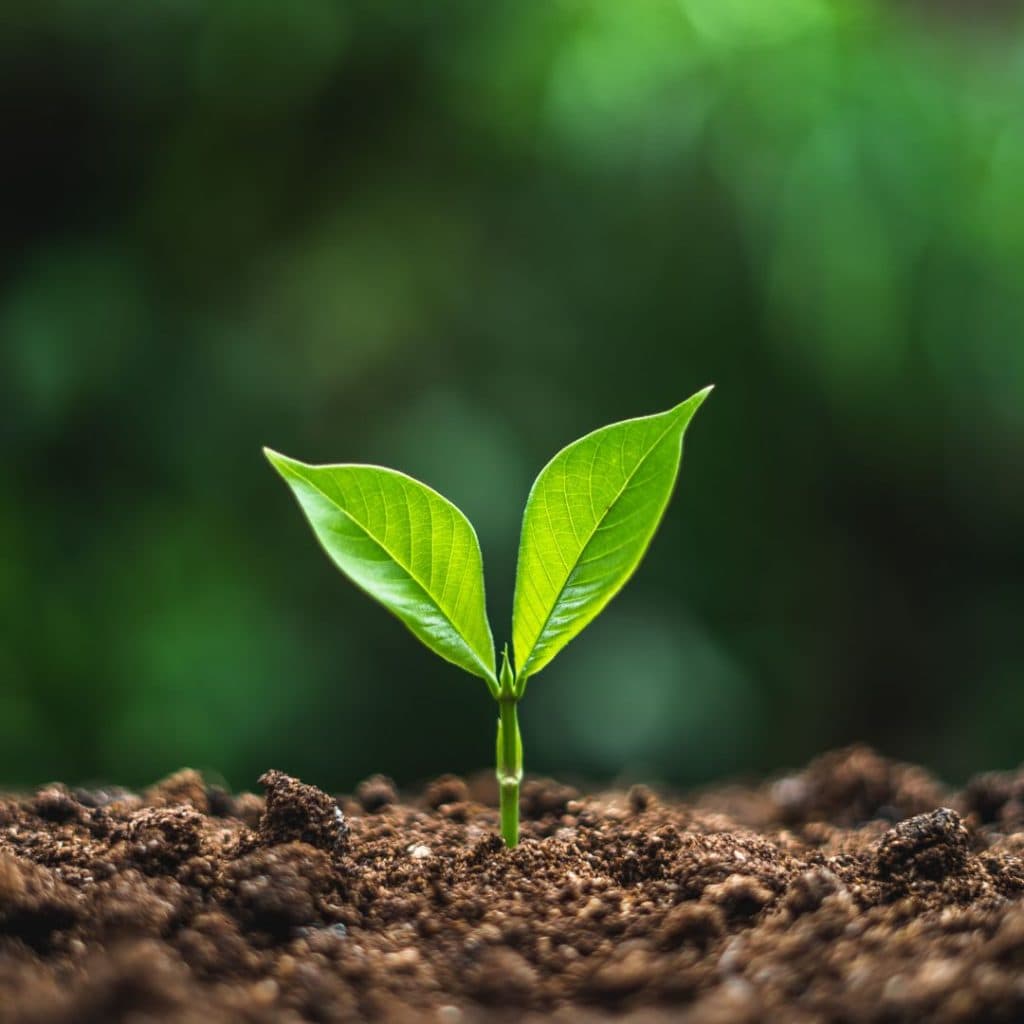 Helping Trees Grow